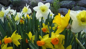 daffodils675