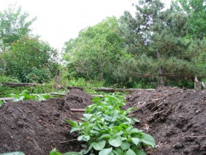 potatoeyeview