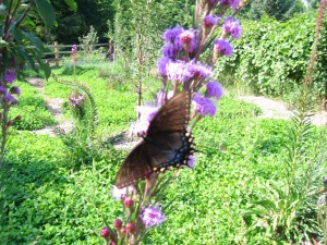 butterfly670