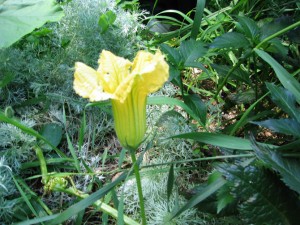 squashblossom670