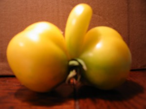 yellow-penis670