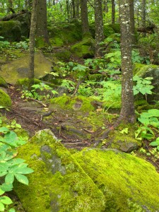 northwoods-minnesota