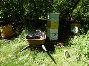05-31-10_beeyard