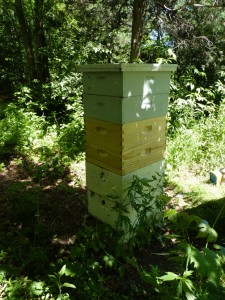 05-31-10_colony1