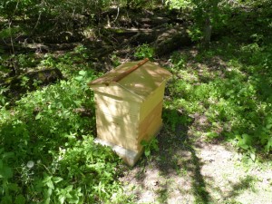 05-31-10_colony3