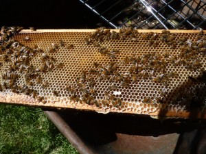 05-31-10_filledhoneysuper