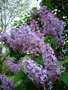 lilacs-10340