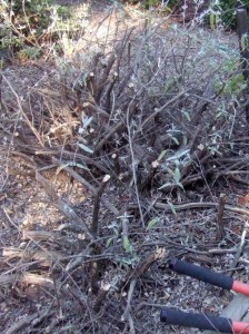 pruned-old-salvia