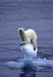 global-warming-polar-bear global-warming-polar-bear