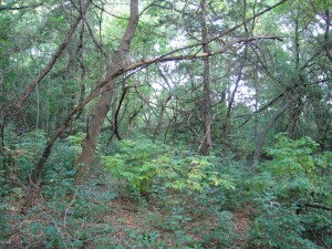 our-woods