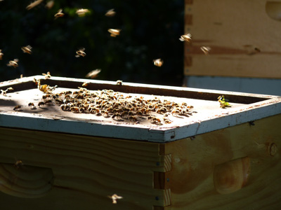 400_honey-extraction_0244