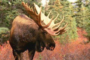 Autumn Bull Moose