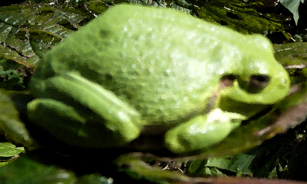 frog6003_2010-09-18_0290