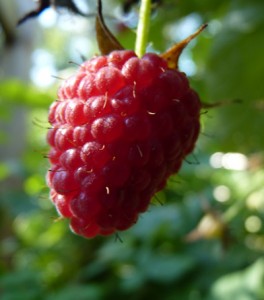 cr400_late-summer-2010_0200
