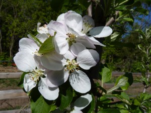 650-apple-blossoms
