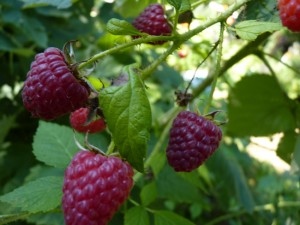 650-raspberries-late-summer-2010_0199
