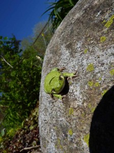 2011-05-17_0774early-spring-2011