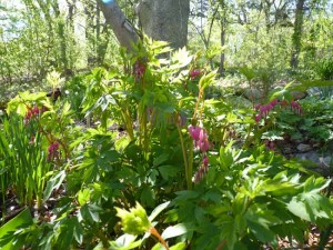 2011-05-17_0792early-spring-2011