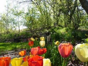 2011-05-17_0793early-spring-2011
