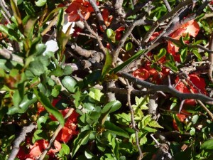 2011-05-17_0800early-spring-2011