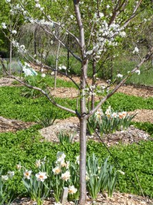 2011-05-17_0802early-spring-2011