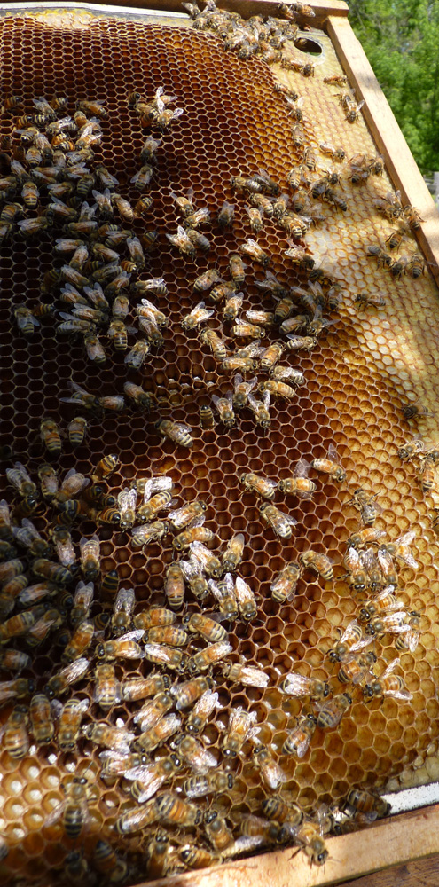 frame with honey and larvae may 2012 1000