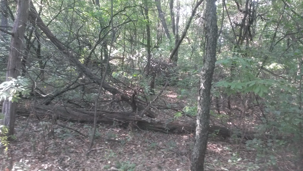 IMAG0949
