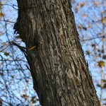ironwood_bark_IMG_0206_rsz2