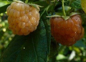 50008 28 10_late summer 2010_0198