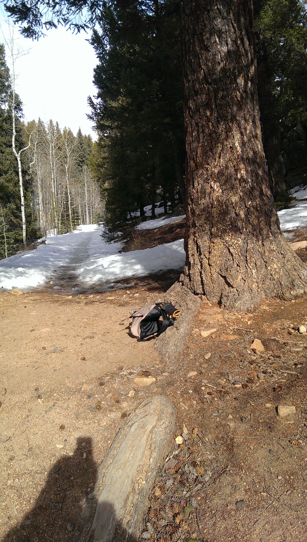 Also near the Upper Maxwell Falls trail