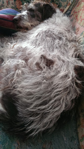 Gertie