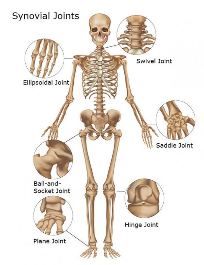 joints-of-body