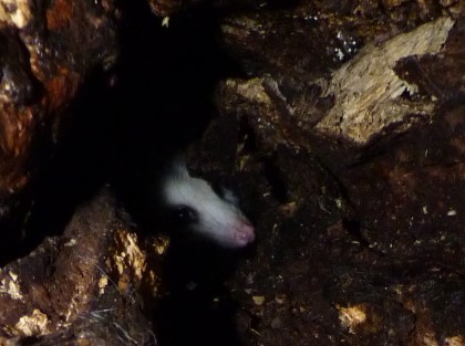07 10 10_cropped head