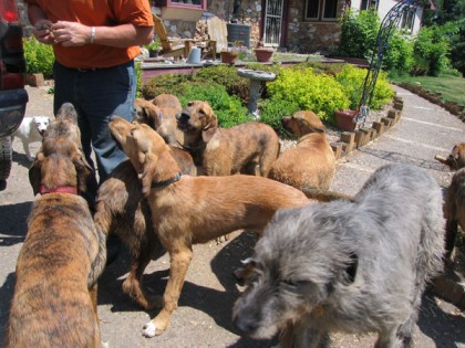 dogfamily
