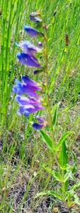 penstemon