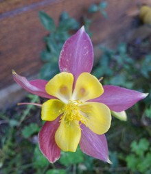 columbine Black Mtn Dr
