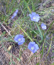 wild flax