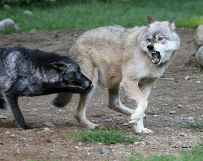 Don Gosset, International Wolf Center