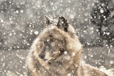 Luna in snow (International Wolf Center)