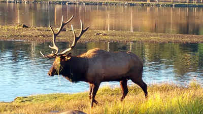 bull with water lily September 2015 in Evergreen