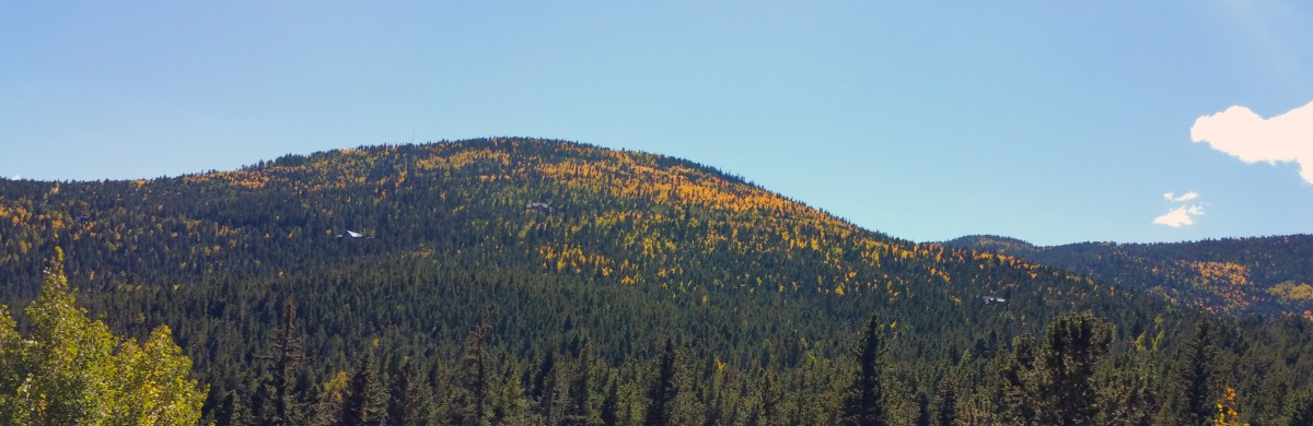 conifer-mtn
