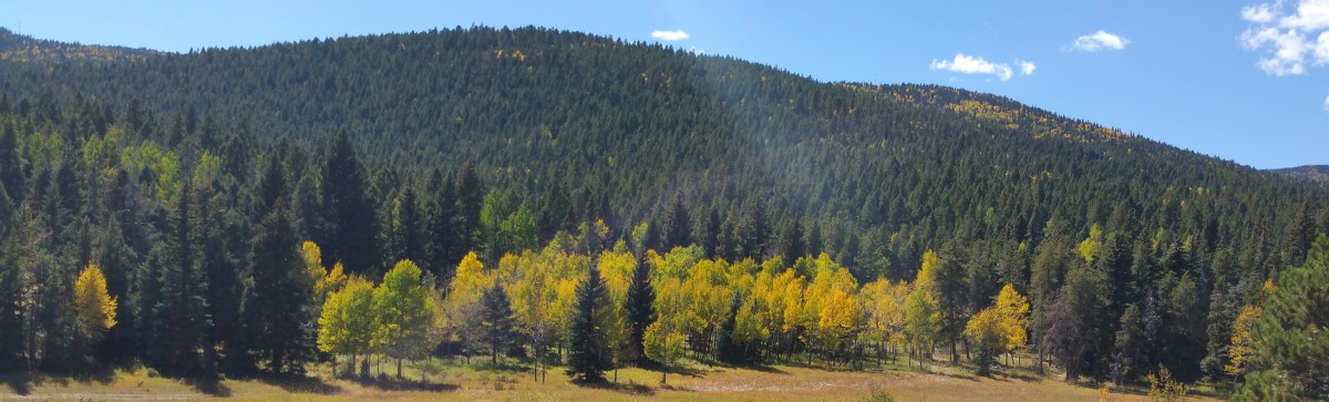 conifer-mtn2