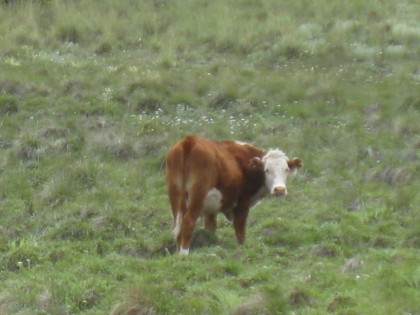 carmichael-cattle2