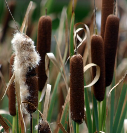 cattail_fuzz_full
