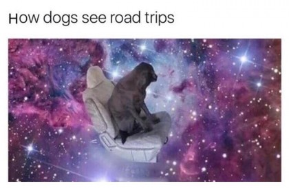 dogs