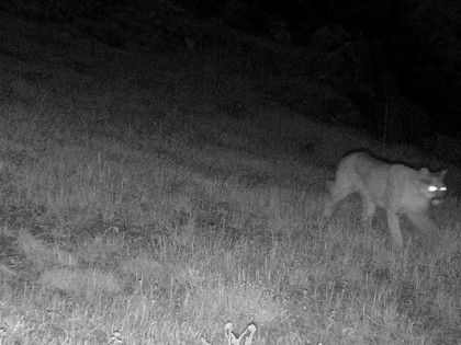 Mountain Lion, Feb 2 Jeffco sheriff photo