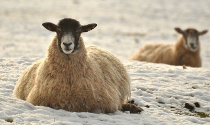 Pregnant ewe