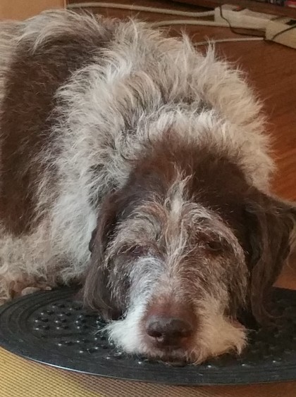 Gertie helps me work out