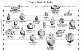 bulbs