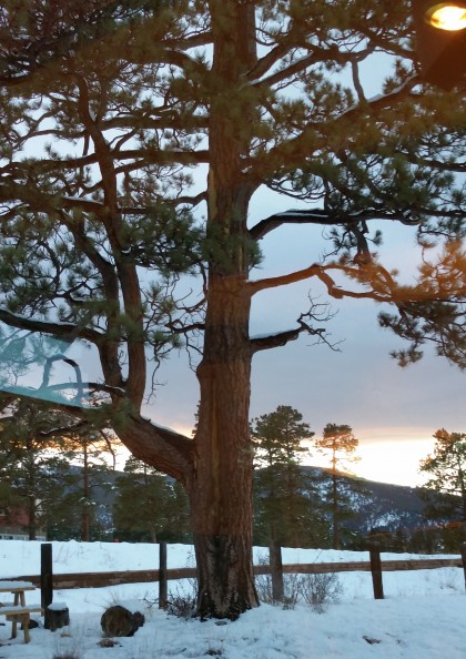 Grandmother Ponderosa, Beth Evergreen